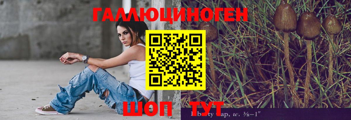 Псилоцибиновые грибы Psilocybe Минусинск
